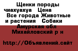 Щенки породы чиахуахуа › Цена ­ 12 000 - Все города Животные и растения » Собаки   . Амурская обл.,Михайловский р-н